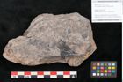 Foto (Detailansicht) von Ficus sublanceolata Ettingshausen (NHMW-GEO-2024-0188-10149)
